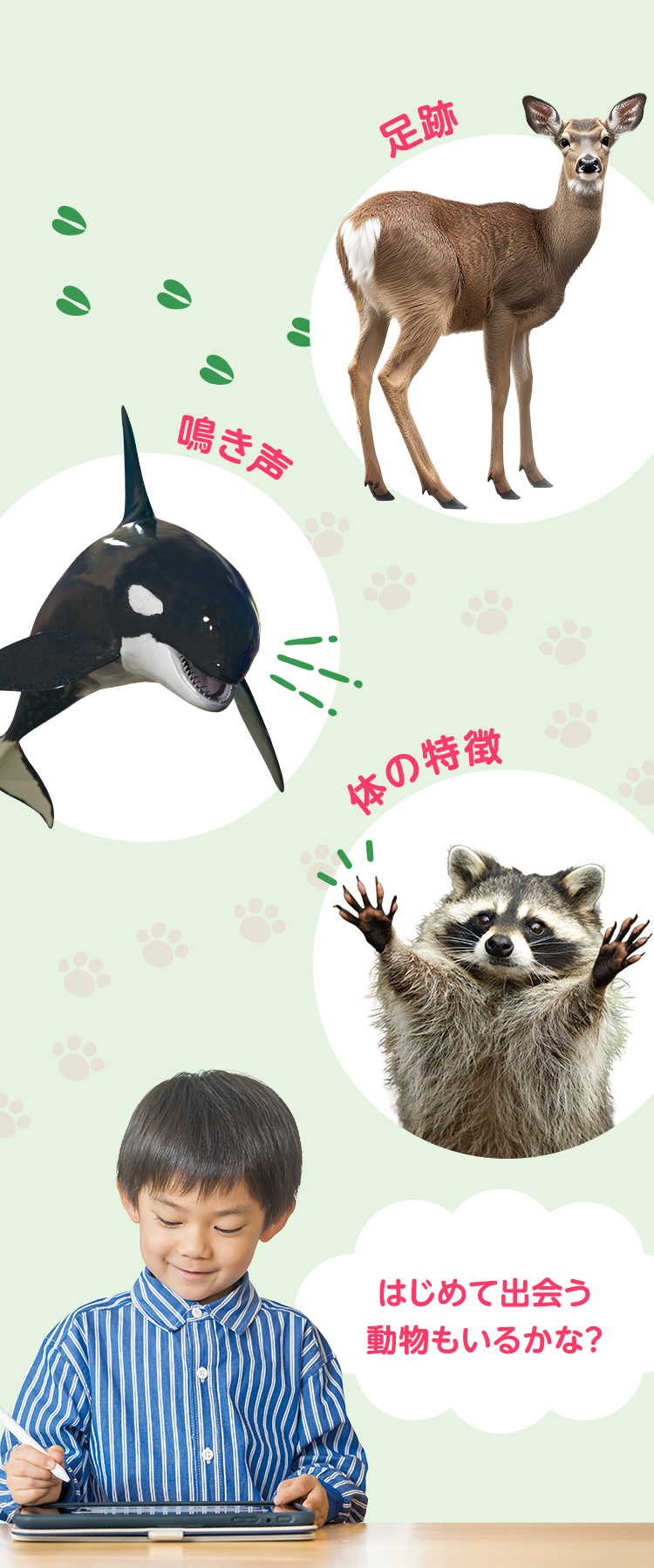 足跡、鳴き声、体の特徴、初めて出会う動物もいるかな？